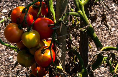 CLM_4955.jpg - Ripe For The Pickin' II
