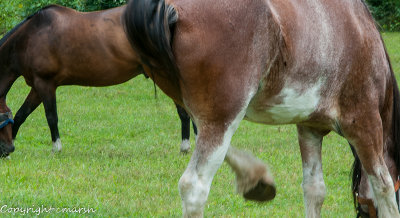 CLM_4887.jpg - 'Balancoire'