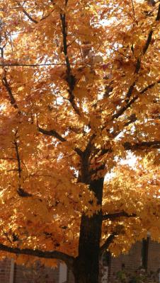 IMG_1971.jpg