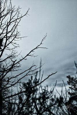 _MG_5516.jpg