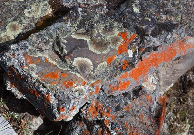 _MG_7119.jpg