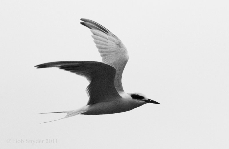 _Forsters Tern: probable 1st winter bird