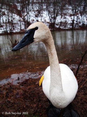 Curious Trumpeter.