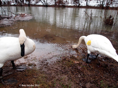 Both swans together at Bald Eagle Creek, near Castanea