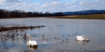 One more vist: Trumpeter Swans in Clinton County, PA