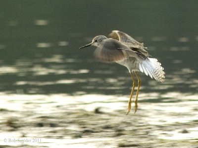 2011 images of  shorebirds and waders seen at Colyer Lake, PA
