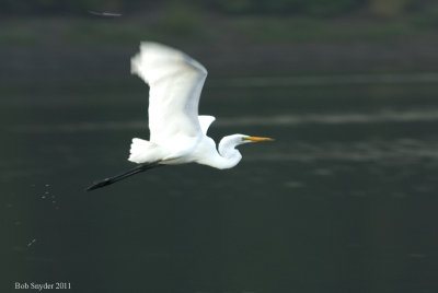Great Egret: evening flight