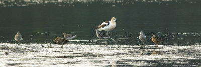 Avocet and companions