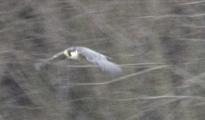 PEFA flight; approximately 200 yds from bridge.