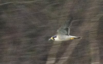 PEFA flight, November 27, 2011.