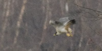 Peregrine dropping from branch in stoop towards river.