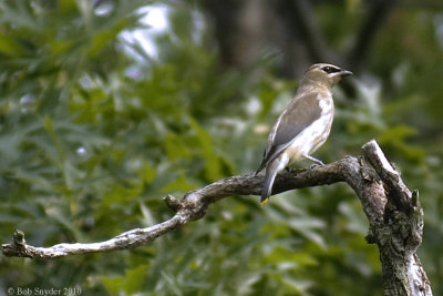  Cedar Waxwing; immature, west end of lake, sunken old Rt 220; at BESP