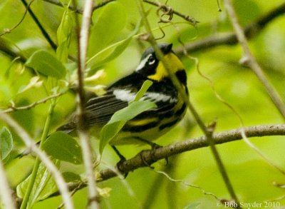Magnolia Warbler, Spearing Street extension: trail from bus-turn-around to lake, 2011
