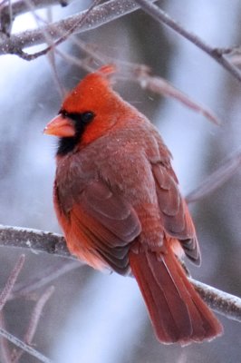Northern Cardinal; male in Howard at my feeders, 2010