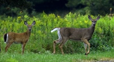 White-tail Deer at Frog Pond Trail, BESP
