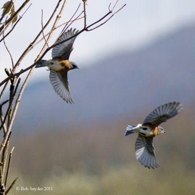 Eastern Bluebird photo essay: 2011