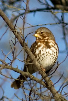 Fox Sparrow, BESP, November field trip, 2011
