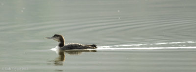 Common Loon seen near dam at sunken road, BESP