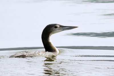 Common Loon, now your see it.....