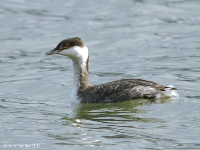 Horned Grebe, BESP, late November, 2011