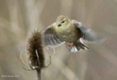 Am Goldfinch approaching teasle,2011