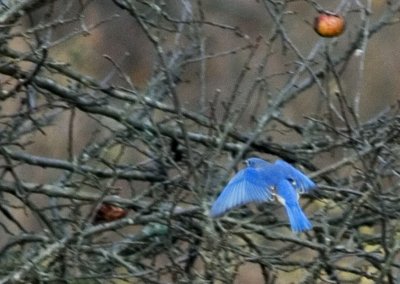 The reason why they are called bluebirds.