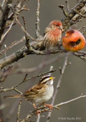 House Finch and White-throated Sparrow (both male) eyeing apple, 2011