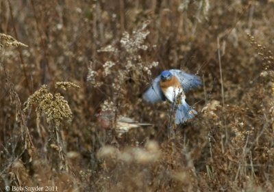 Eastern Bluebird and House Finches