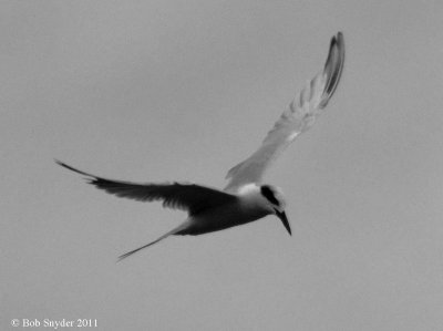 Foresters Tern, beach area. BESP, 2011