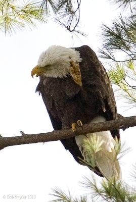 Bald Eagle at nest site near dam, scratching an itch, November 2010