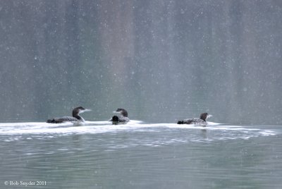 Common Loons in Snow Squall