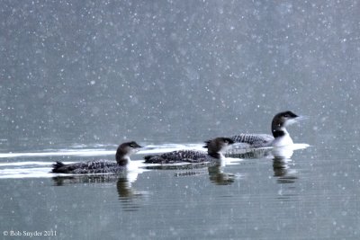 Common Loons in Snow Squall