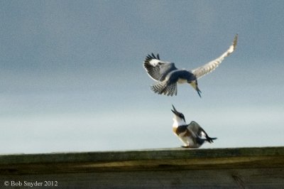 Belted Kingfisher dispute