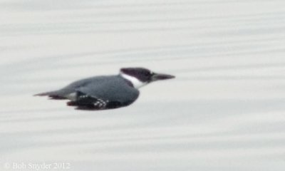 Belted Kingfisher male approaching fishing pier.
