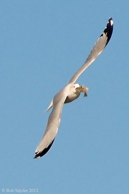 Ring-billed Gull fish-chase