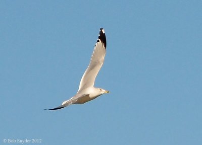 Another gull is intent on robbery....