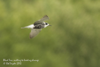 Black Tern molting to breeding plumage: image 5675