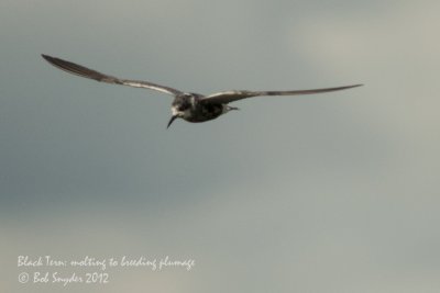 Black Tern: molting to breeding plumage: image 5714