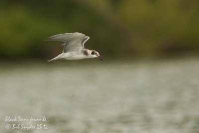 Black Tern juvenile: image 5755