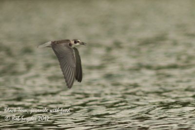 Black Tern juvenile with food: image 5760