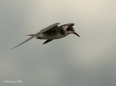 Black Tern juvenile: image 5821