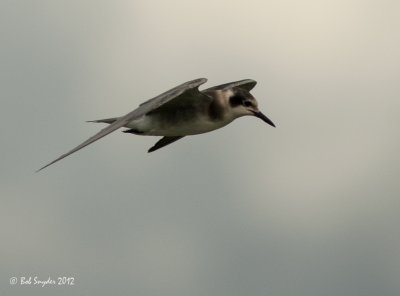 Black Terns at Bald Eagle State Park, PA; August 11, 2012