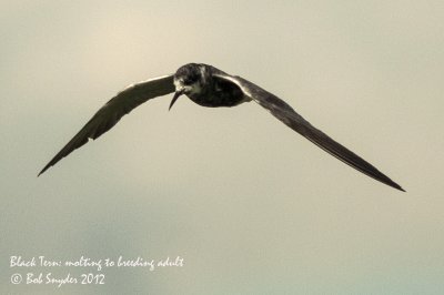 Black Tern, molting to breeding plumage, from non-breeding adult plumage: image 5713