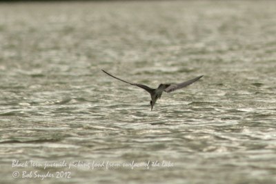 Black Tern picking food from water: image 5660
