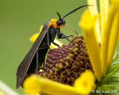 Yellow-collared Scape moth