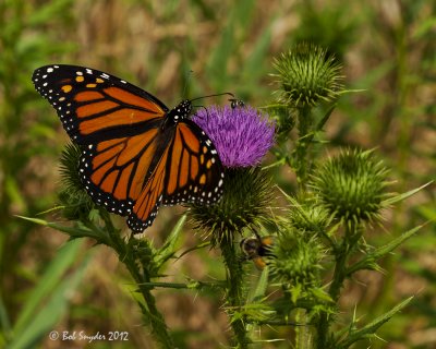 Monarch on thistle: BESP