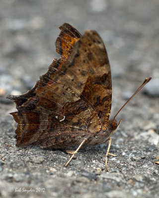 Question Mark(Polygon interrogations), female: side view; BESP,  note silver question mark (?) on hind wing