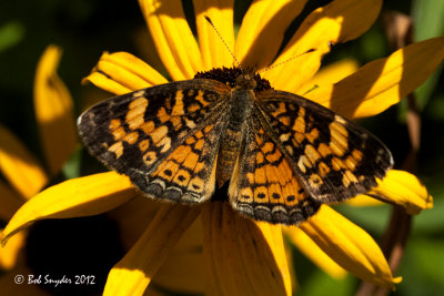 Silvery Checkerspot on black-eyed Susan