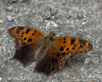 Question Mark, female, top view