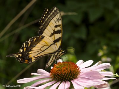 Tiger Swallowtail on coneflower 